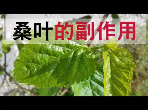 桑樹禁忌|桑樹 